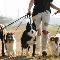 cuidador-de-perros, paseador-de-perros, seguros-cuidador-perros, seguros-paseador-perros, seguros-para-pasear-perros, seguros-para-cuidar-perros, paseador-perros, cuidador-perros, responsabilidad-civil-paseador-perros, responsabilidad-civil-cuidador-perros,
